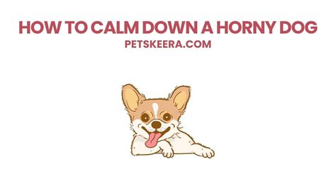 How To Calm Down A Horny Dog